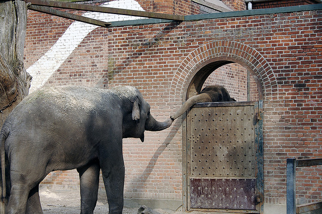 two-way communication elephants