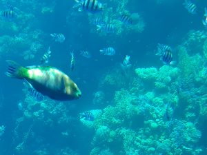 fish and corrals in the red sea