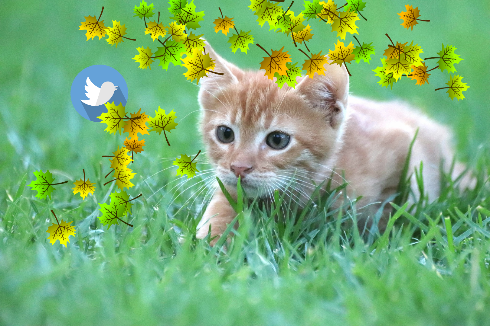 Cat chasing Twitter icon amongst grass and autumn leaves 